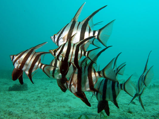 Fish Migration