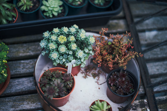Low-Water Gardening