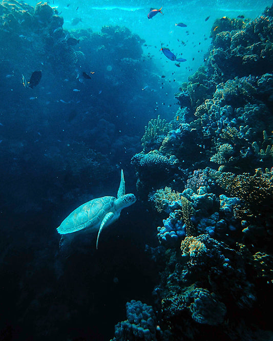 Coral Reef