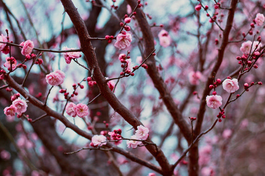 Spring Fever? Bring The Outdoors In