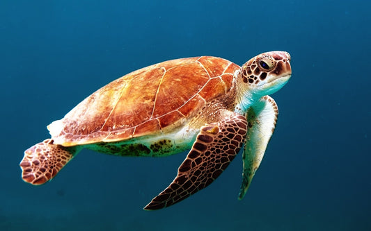 Biodiversity: Why We Should Care